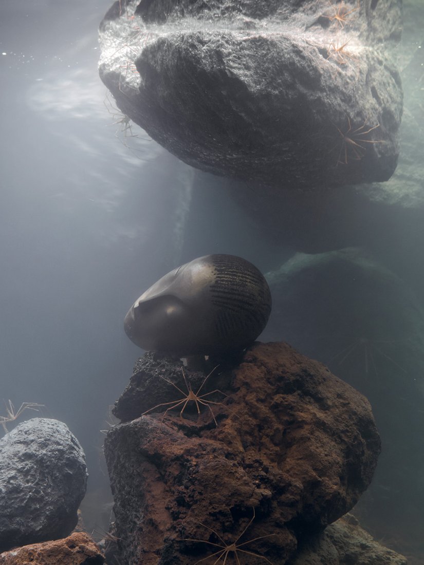 Pierre Huyghe, Zoodram 6, 2013 Aquarium, live marine ecosystem, resin shell after Constantin Brâncusi’s Sleeping Muse (1910). 135 × 99 × 76 cm Courtesy of the artist; Neue Nationalgalerie Photo Credit: Guillaume Ziccarelli